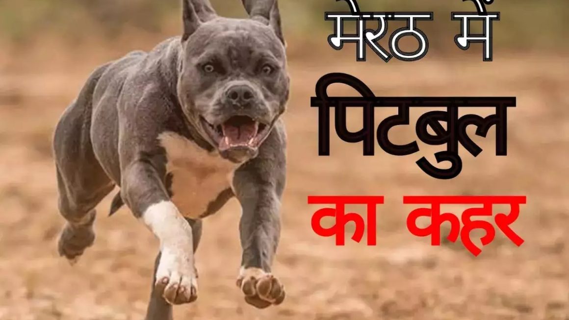 Meerut Dog attack: मेरठ पुलिस हमलावर Pitbull कुत्ते को कर रही तलाश,मालिक ने पिटबुल से कराया था हमला