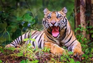 राजस्थान में दहाड़ेंगे उत्तराखंडी बाघ – समीर सिन्हा