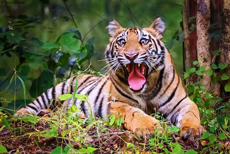 राजस्थान में दहाड़ेंगे उत्तराखंडी बाघ – समीर सिन्हा