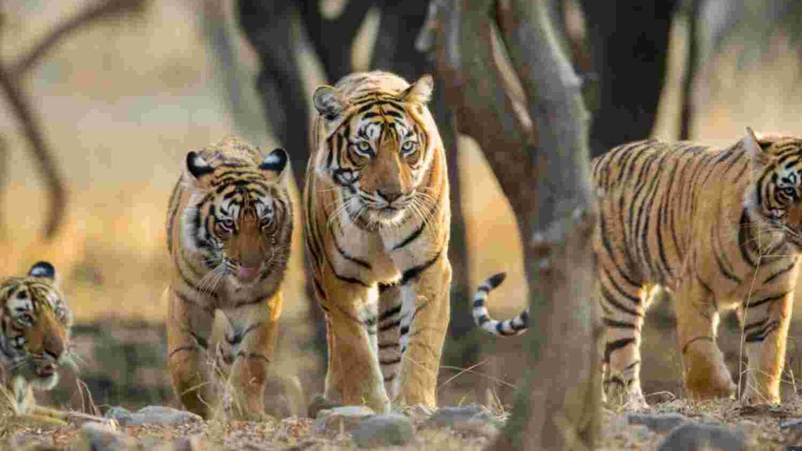 4 बाघों से गुलजार राजाजी टाइगर रिजर्व को डॉ समीर सिन्हा ने दी बधाई 